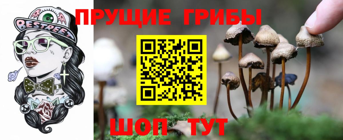 Псилоцибиновые грибы мицелий  где продают наркотики  Ростов-на-Дону  Вход с VPN 